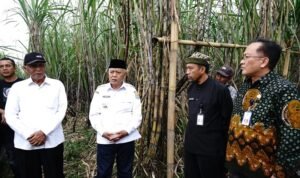 Bupati Sanusi Commits to Developing Cening Sugarcane Variety in Malang