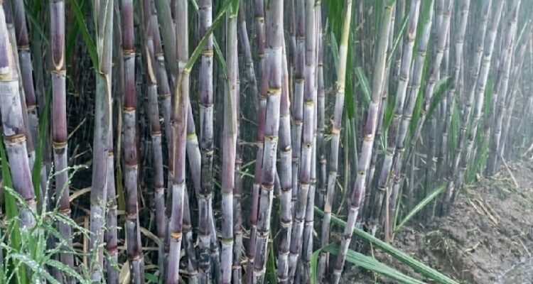 Indonesia Accelerates Toward Sugar Self-Sufficiency with 2.7 Million Ton Target by 2030