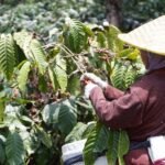 Zero-Percent Tariff to the USA, Fresh Hope for Indonesia’s Coffee Farmers and Exporters