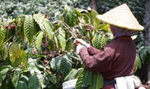 Zero-Percent Tariff to the USA, Fresh Hope for Indonesia’s Coffee Farmers and Exporters