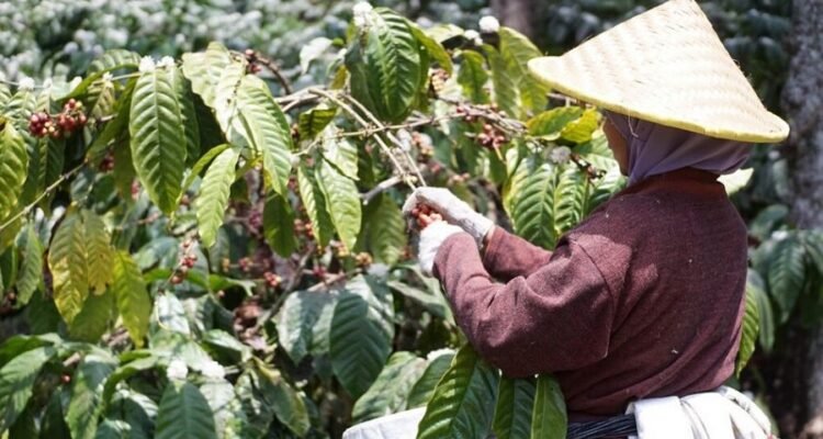 Zero-Percent Tariff to the USA, Fresh Hope for Indonesia’s Coffee Farmers and Exporters