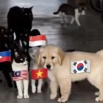 Experts from UB Respond to the Knetz vs. SEAblings Phenomenon