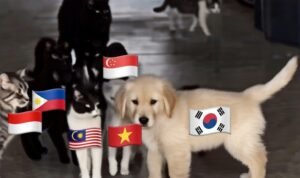 Experts from UB Respond to the Knetz vs. SEAblings Phenomenon