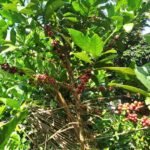 Sustainably Brewed, Stylishly Worn: How Malang Turns Coffee Cherry Waste into Premium Accessories