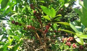 Sustainably Brewed, Stylishly Worn: How Malang Turns Coffee Cherry Waste into Premium Accessories