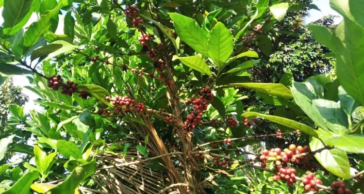 Sustainably Brewed, Stylishly Worn: How Malang Turns Coffee Cherry Waste into Premium Accessories