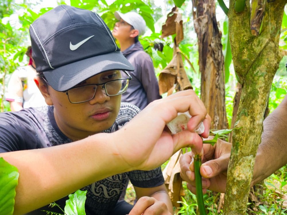 FPMIPA UB FMIPA UB Students Participate in Banyuwangi Coffee Learning Program Summer Course