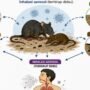 Kemenkes Shares Stages of Readiness in Facing Hantavirus