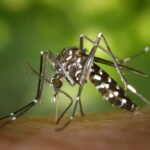 ASEAN Strengthens Commitment to Zero Dengue Deaths by 2030