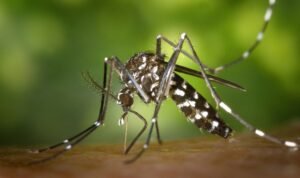 ASEAN Dengue Deaths ASEAN Strengthens Commitment to Zero Dengue Deaths by 2030