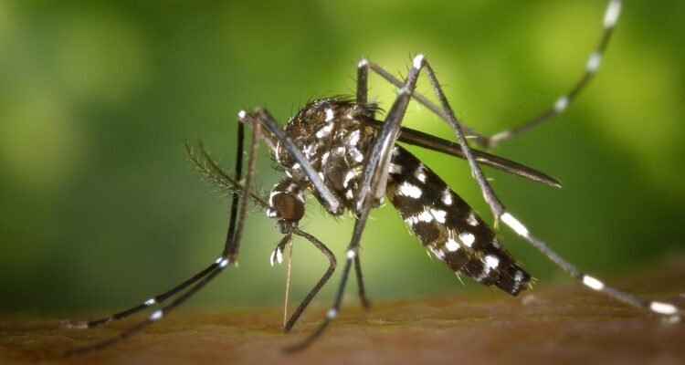 ASEAN Strengthens Commitment to Zero Dengue Deaths by 2030