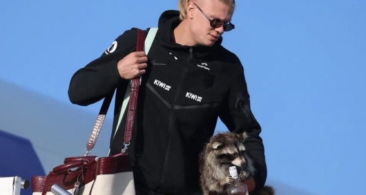 A Taxidermy Raccoon Becomes Ultimate World Cup 2026 Souvenir for Erling Haaland