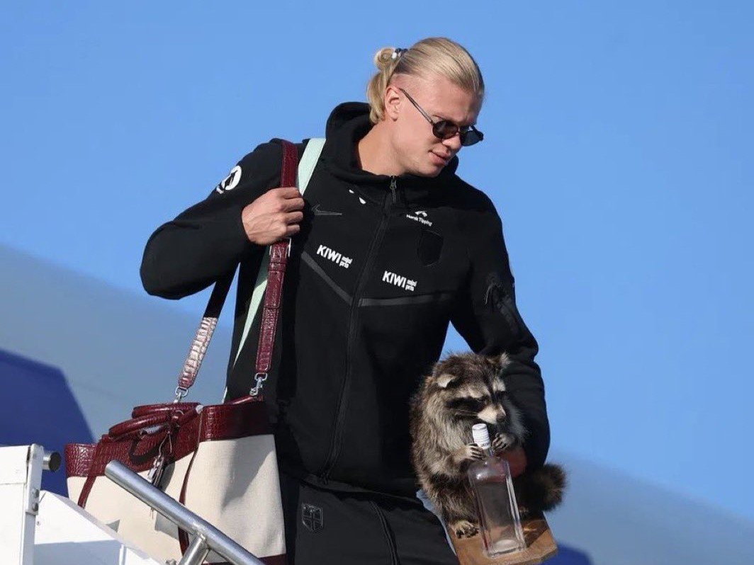 Erling Haaland Taxidemy Raccoon A Taxidermy Raccoon Becomes Ultimate World Cup 2026 Souvenir for Erling Haaland