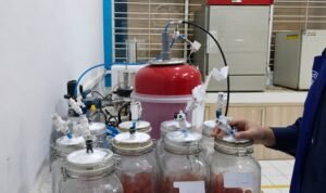 Reducing Post-Harvest Losses of Cherry Tomatoes, UB Lecturers Develop Ozone and Hypobaric Technology