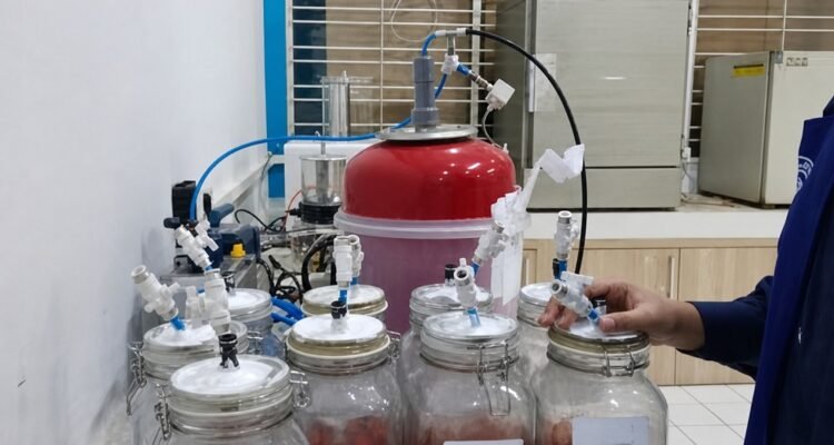 Reducing Post-Harvest Losses of Cherry Tomatoes, UB Lecturers Develop Ozone and Hypobaric Technology