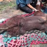 Ministry of Forestry Evacuates Weakened Orang Utan from Fire-Affected Palm Oil Plantation in Ketapang, Kalimantan