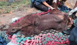 Ministry of Forestry Evacuates Weakened Orang Utan from Fire-Affected Palm Oil Plantation in Ketapang, Kalimantan