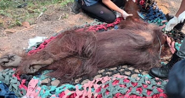 Ministry of Forestry Evacuates Weakened Orang Utan from Fire-Affected Palm Oil Plantation in Ketapang, Kalimantan