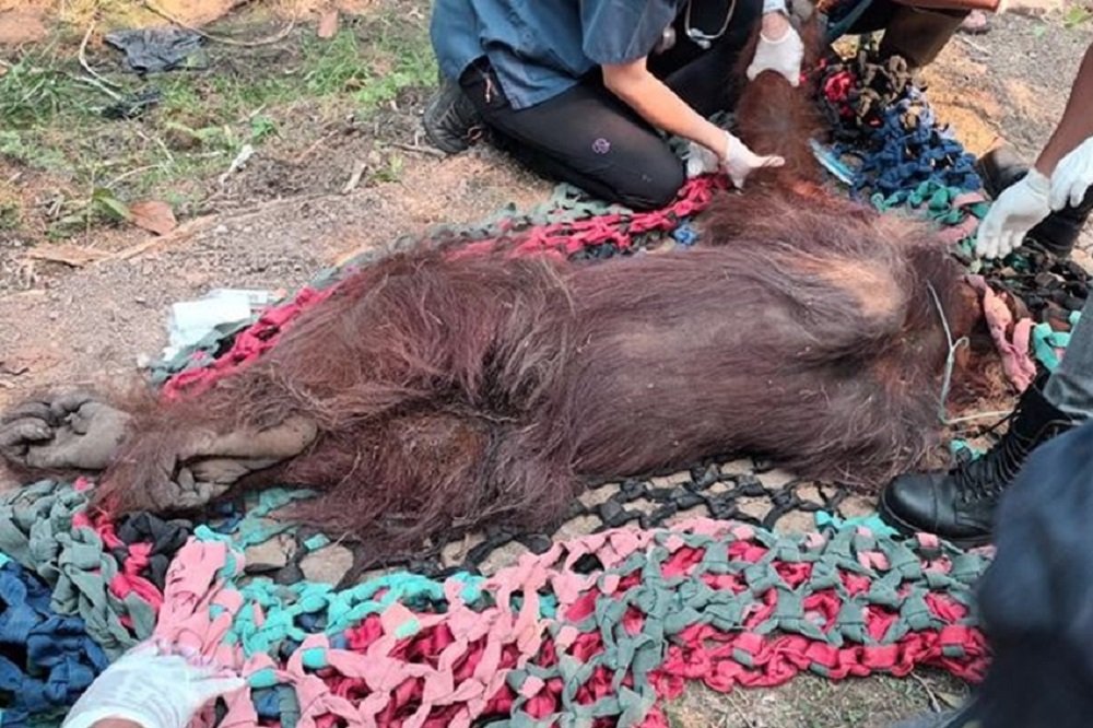 Kalimantan Orang Utan Ministry of Forestry Evacuates Weakened Orang Utan from Fire-Affected Palm Oil Plantation in Ketapang, Kalimantan