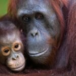 An Orangutan Named Sempurna Dies from Smoke Inhalation in Kalimantan Fires