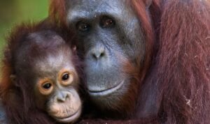 An Orangutan Named Sempurna Dies from Smoke Inhalation in Kalimantan Fires