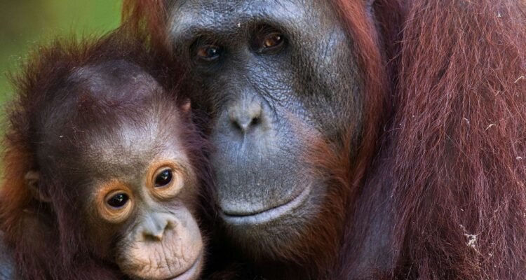 An Orangutan Named Sempurna Dies from Smoke Inhalation in Kalimantan Fires