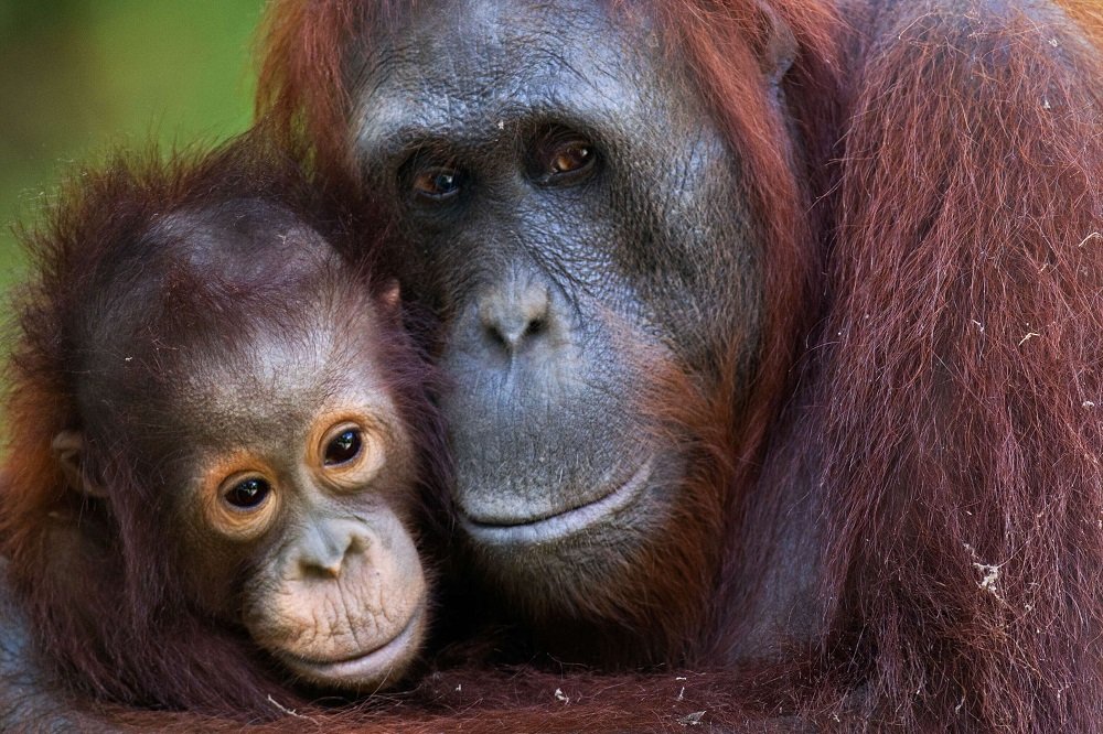 An Orangutan Named Sempurna Dies from Smoke Inhalation in Kalimantan Fires
