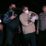 Injured Mother Orangutan and Baby Rescued in Central Kalimantan