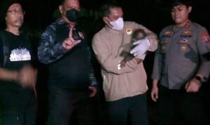 Injured Mother Orangutan and Baby Rescued in Central Kalimantan