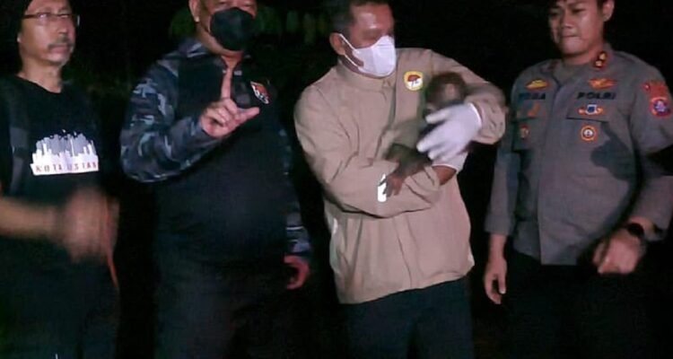 Injured Mother Orangutan and Baby Rescued in Central Kalimantan