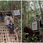 Orangutan Rescue: Global Media Sound Alarm Over Kalimantan Wildfires