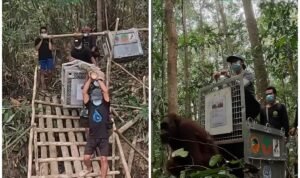 Orangutan Rescue: Global Media Sound Alarm Over Kalimantan Wildfires