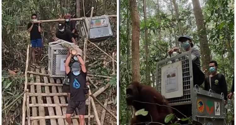 Orangutan Rescue: Global Media Sound Alarm Over Kalimantan Wildfires