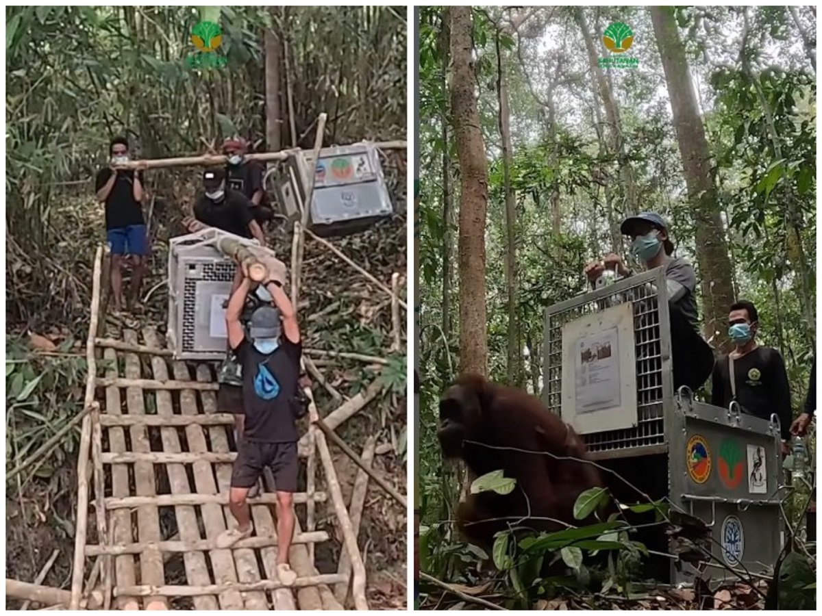 Orangutan Rescue: Global Media Sound Alarm Over Kalimantan Wildfires