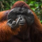 Spicy Orangutan Middle Finger Photo Named Finalist in 2026 Nikon Comedy Wildlife Awards