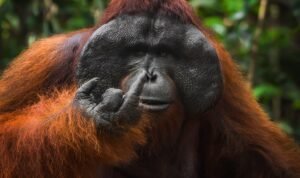 Spicy Orangutan Middle Finger Photo Named Finalist in 2026 Nikon Comedy Wildlife Awards