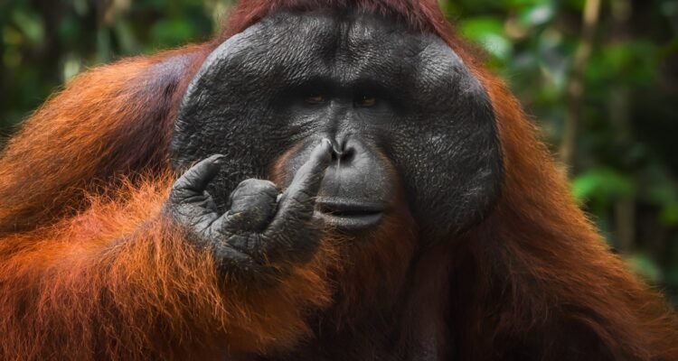 Spicy Orangutan Middle Finger Photo Named Finalist in 2026 Nikon Comedy Wildlife Awards