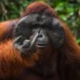 Spicy Orangutan Middle Finger Photo Named Finalist in 2026 Nikon Comedy Wildlife Awards