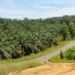 Indonesia Supplies Most of Palm Oil Imports to Israel Amid Strong Public Support for Palestine