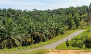 Indonesia Supplies Most of Palm Oil Imports to Israel Amid Strong Public Support for Palestine