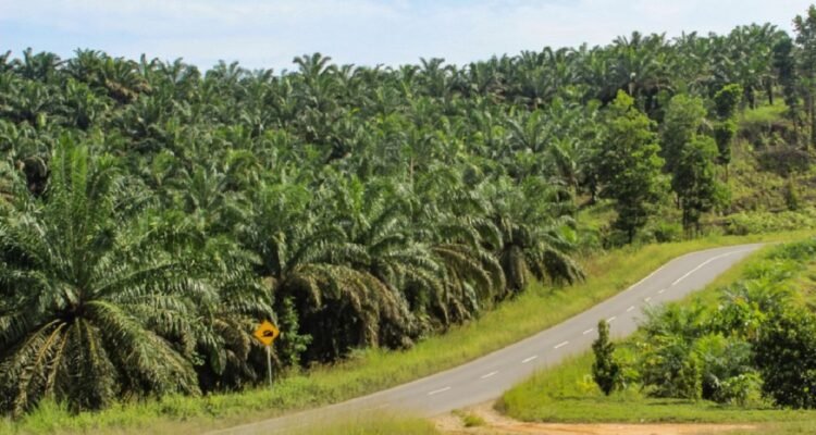 Indonesia Supplies Most of Palm Oil Imports to Israel Amid Strong Public Support for Palestine